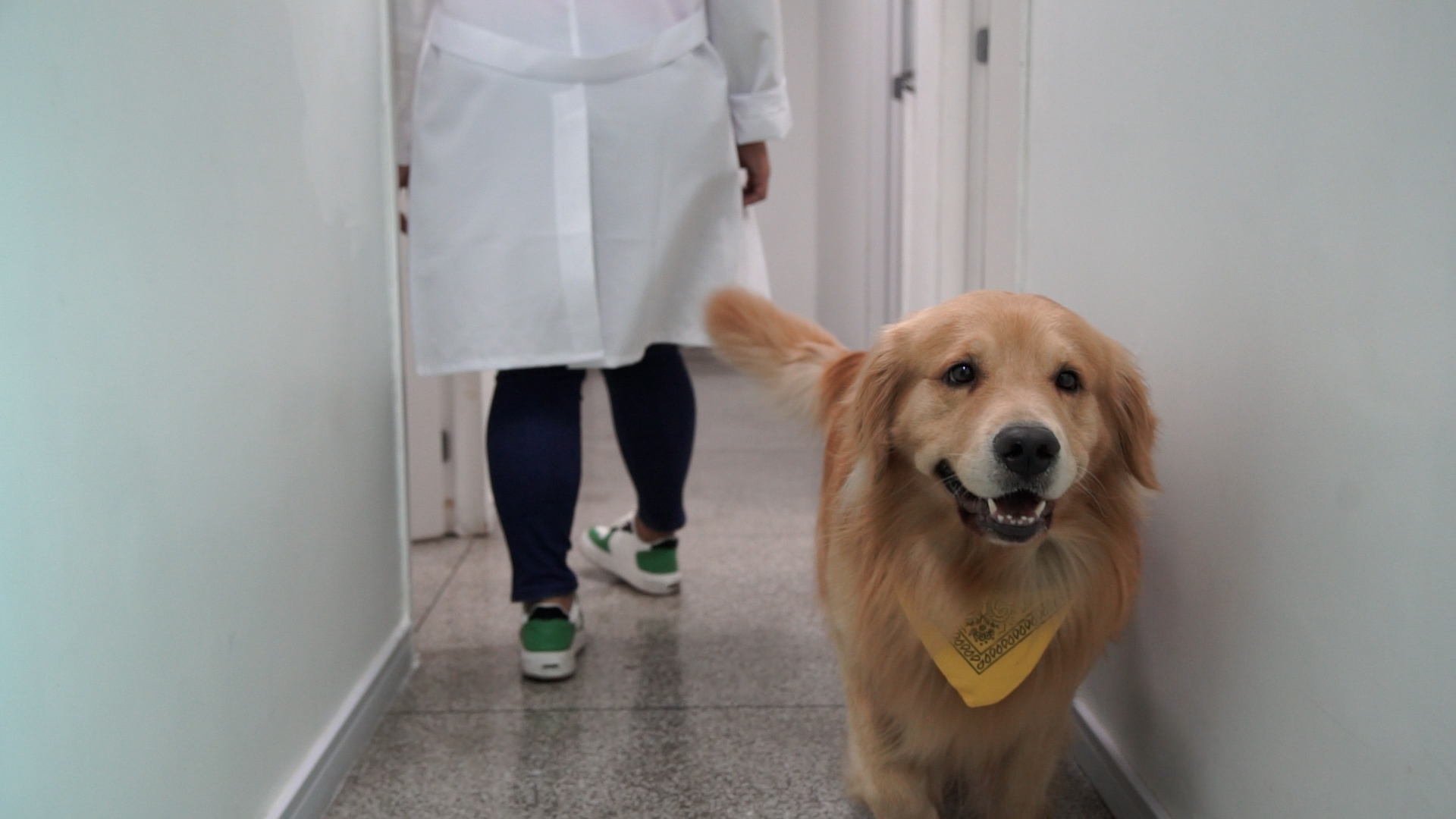 A foto mostra Paçoca, um cão da raça golden retriever, de pelos dourados; ele usa uma bandana amarela no pescoço e caminha por um corredor de paredes brancas no qual se vê, ao fundo, uma pessoa de jaleco branco caminhando